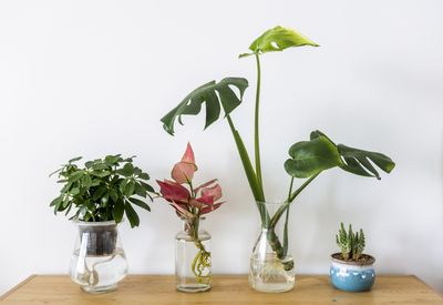 Hydroponic Houseplants are the Best Way to Add More Visual Interest to Your Space — Here are 3 of the Best to Buy