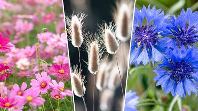 What flower seeds to sow in April: 11 beautiful blooms to plant now, before it's too late
