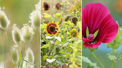 What flower seeds to sow in April: 8 things to plant now, before it's too late