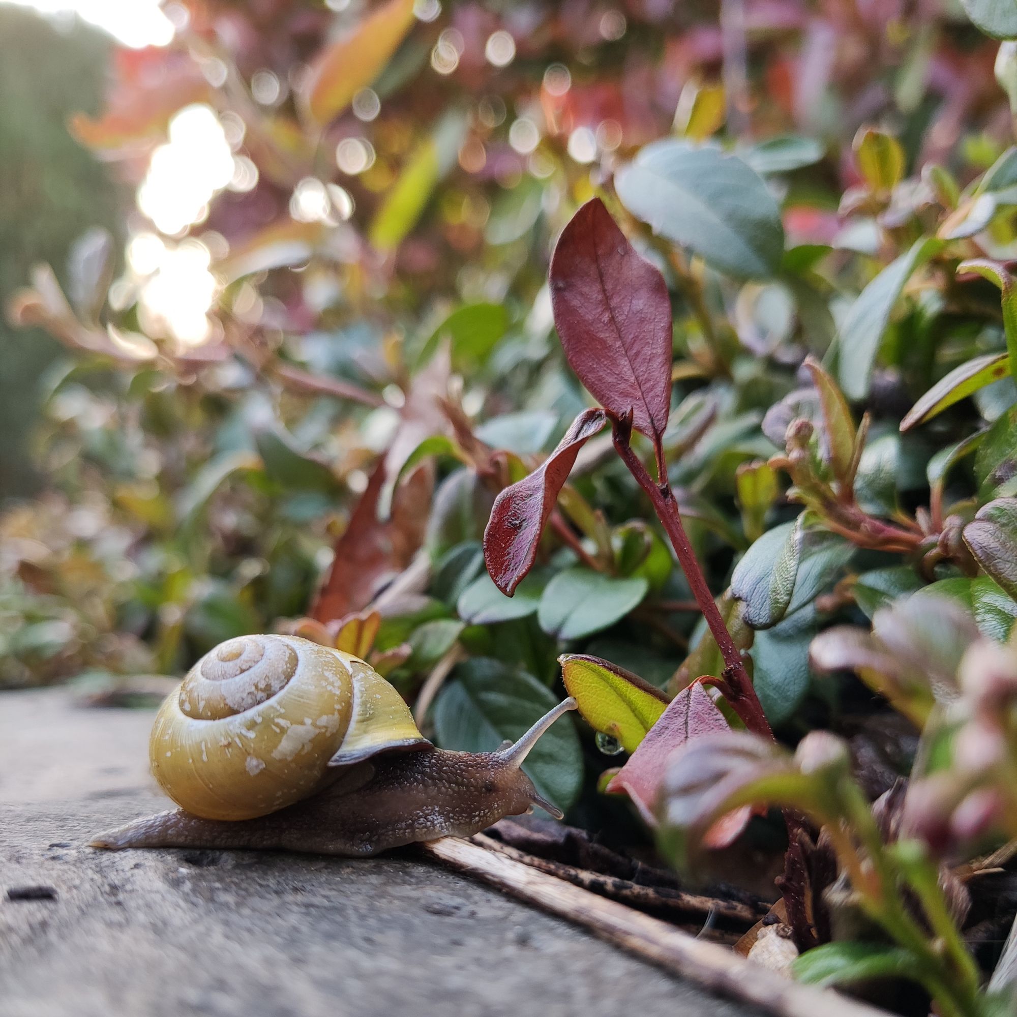 How to stop snails eating plants naturally 8…