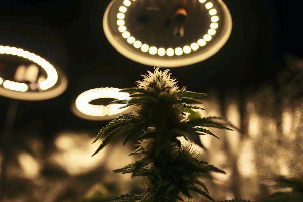 Does cannabis harm the environment?