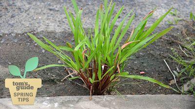 What is crabgrass and why is it bad for your lawn?