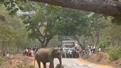 An elephant mourning its calf blocks traffic in Bandipur