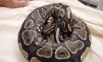 Hawaii sounds alarm after python is discovered at Oahu home