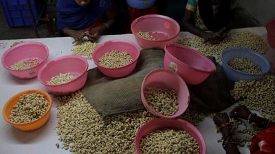 Model Code of Conduct impacts raw cashew purchase in A.P.’s Anakapalli