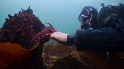 How to watch Secrets of the Octopus: stream the Paul Rudd documentary online