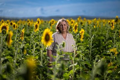 ‘They just make you happy’: the Queensland farmers who took a chance on a million sunflowers