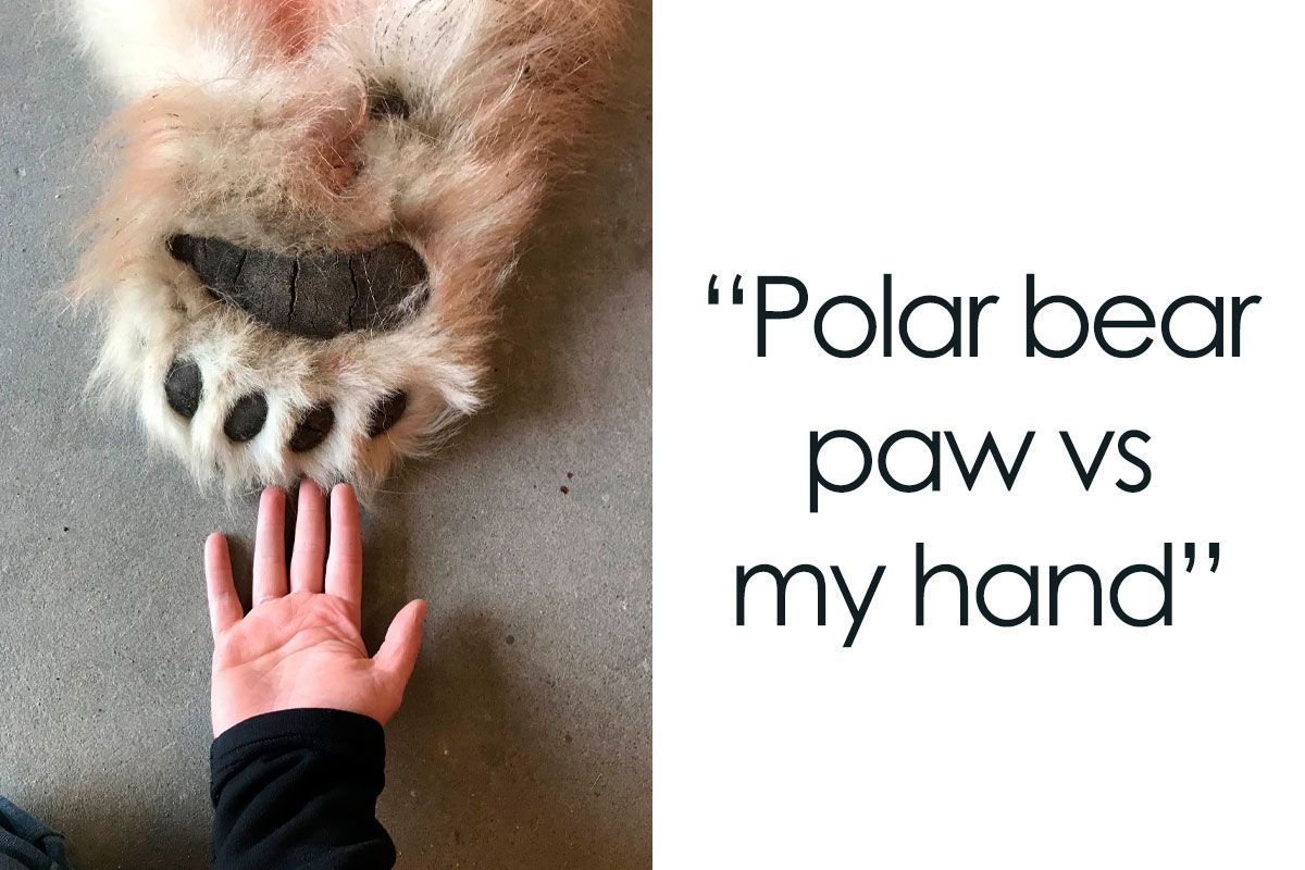 50 Of The Most Unique Feet Among The Animal Kingdom