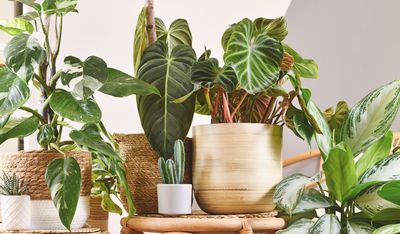 5 Unusual Houseplants You Might Never Have Heard of — You Might Just Find Your New Favorite