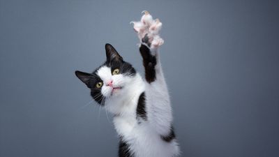 Why do cats' claws retract but dogs' claws don't?