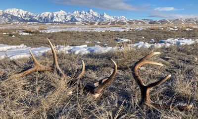 $18k in stolen antlers: poaching on the rise in Wyoming as collectors ‘cheat the system’