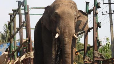 Forest officials capture one more tusker in Hassan