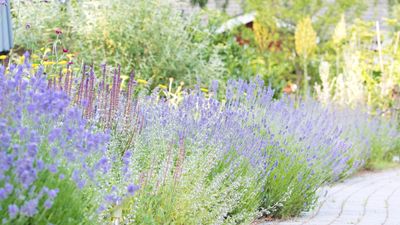 Can you revive woody lavender plants? Pruning advice from a professional gardener to save your plants this spring