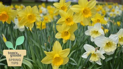 What to do with daffodils after flowering — top tips from garden experts