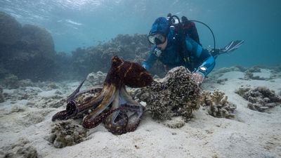 How to watch 'Secrets of the Octopus' online and stream the new James Cameron nature doc from anywhere now