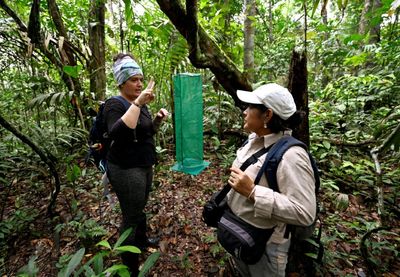 In Ecuadoran Amazon, Butterflies Provide A Gauge Of Climate Change