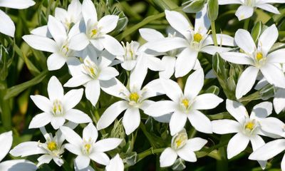 Country diary: The gentle swell among the grass is spring starflower