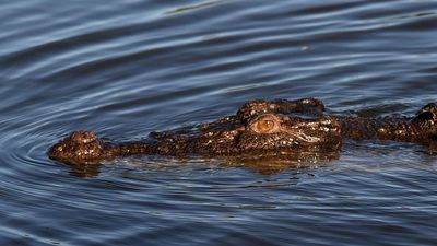 Four-metre croc euthanised after boy's body found