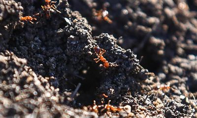 Experts say discovery of fire ants in Murray Darling Basin should be ‘ringing alarm bells’