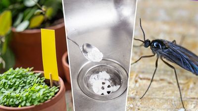 How to get rid of tiny black flies in the house, according to pest control experts