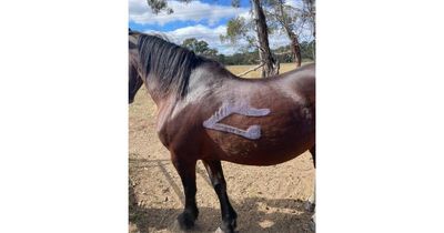 'It's abhorrent': horses graffitied in Kaleen