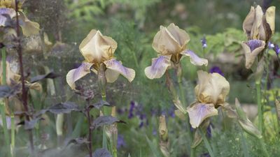 Discover when to fertilize irises and which expert-recommended feeds to choose for beautiful blooms