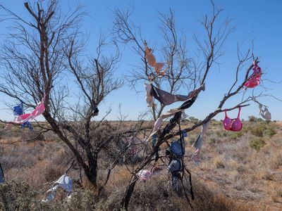 ‘An unexplained phenomenon’: the Australian obsession for putting stuff in trees