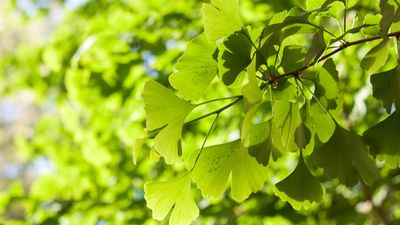 How to grow a ginkgo tree – the ancient tree that survived the dinosaurs