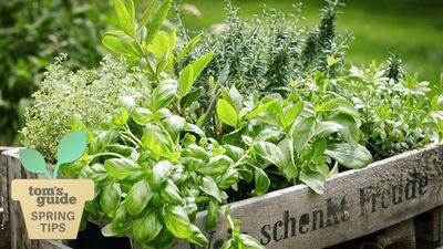 How to grow a herb garden — make sure you do these 7 things
