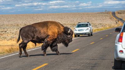 Man challenges bison to a fight at Yellowstone National Park – it's a poor decision