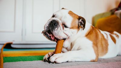 Do calming treats for dogs work? A vet's opinion