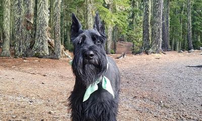 The pet I’ll never forget: Brutus the schnauzer, who arrived with my ex and hung around for far longer