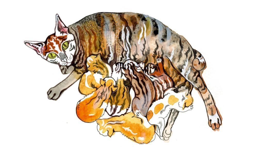 What’s the biggest litter a cat has ever had? Try our…