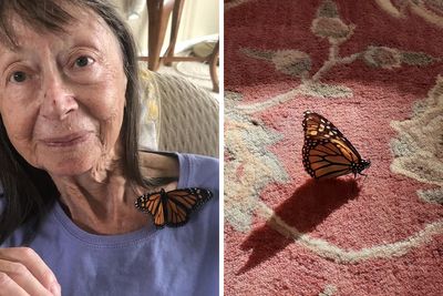 Unable To Migrate To Mexico, A Monarch Butterfly Found A New Home With A Loving Family In Canada