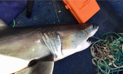 Boy, 16, holds up great white shark he caught, then gets bitten