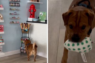 Misunderstood Doggies Can Finally Shop In Peace At This Pet Store