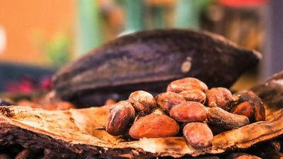 Cocoa Posts Sharp Losses on Long Liquidation Pressures