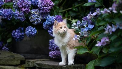 Are hydrangeas poisonous to cats? Here's what gardening experts say, plus what to do if your cat eats it