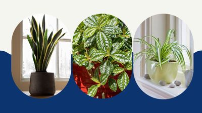 The best houseplants for a kitchen to remove unwanted fumes and stubborn odours