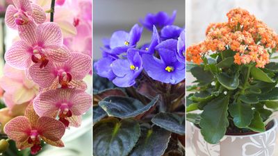 The 10 best indoor flowering houseplants to bring natural beauty to your space — including ones that blooms for months