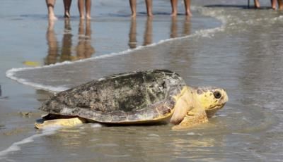Mexico Failing To Protect Loggerhead Sea Turtles