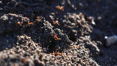 Defence land could be weak spot in ant war