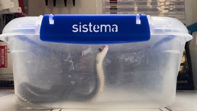 Bite victims urged to stop bringing snakes to hospital