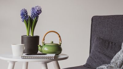 5 of the Best "Blue" Houseplants — Flowers and Silvery Leaves That Create a Calm Indoor Environment