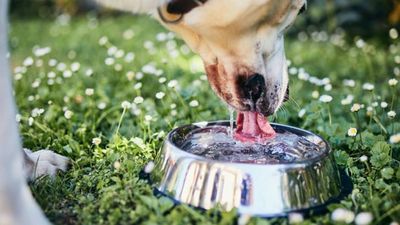 Why is my dog drinking a lot of water? Vet shares 9 common reasons