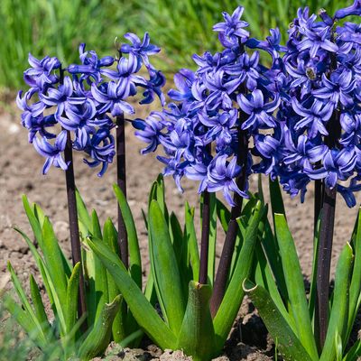 What to do with hyacinths after flowering to help them grow back bigger and better next spring