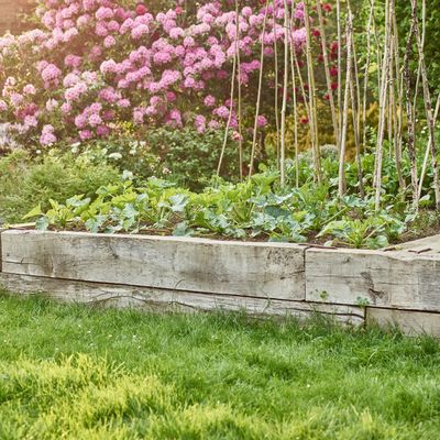 Can you use cardboard to get rid of weeds? Yes, but this is what gardening experts want you to know first