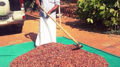 Cocoa price touches all-time record of ₹,1000 per kg