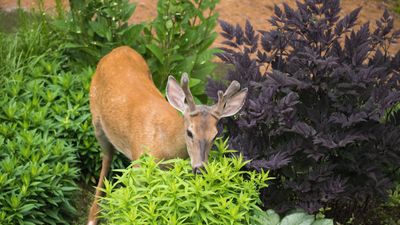 Deer resistant plants – 20 flowers and shrubs that deer hate