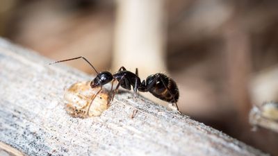 How to get rid of carpenter ants – expert advice to deter and eliminate them efficiently